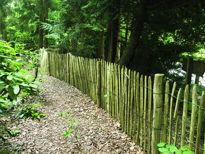 Engelse kastanjehekwerk