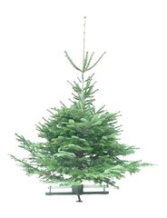 Kerstbomen Abies nordmanniana gezaagd