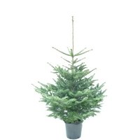 Nordmann kerstbomen met kluit