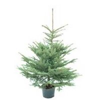 Blauwspar kerstbomen met kluit