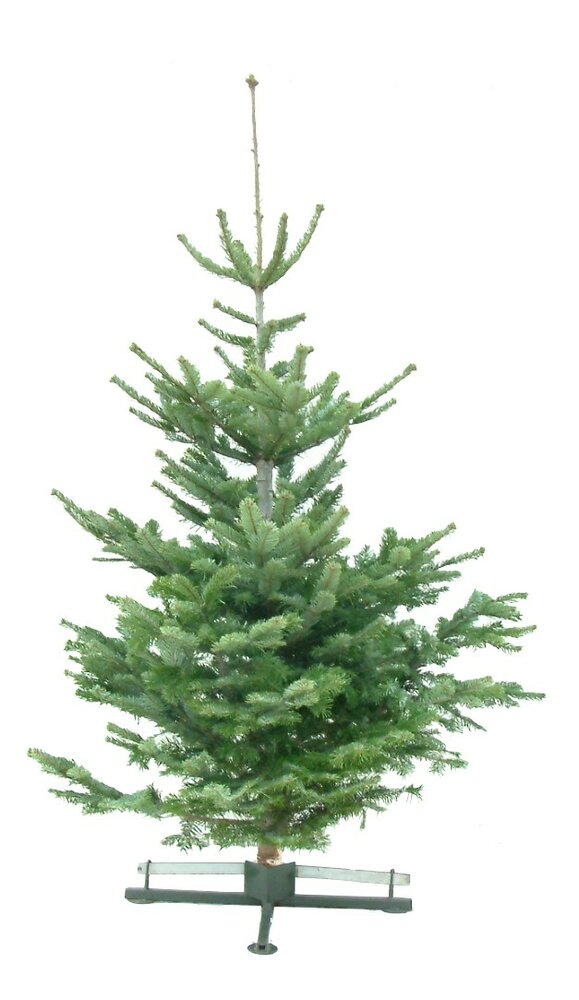 Kerstboom Abies nordmanniana gezaagd 225-250cm 