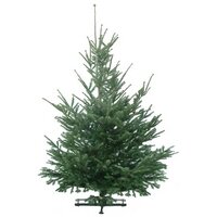 Kerstboom Abies nordmanniana gezaagd 225-250cm 
