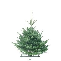 Kerstboom Abies nordmanniana gezaagd  125-150cm 