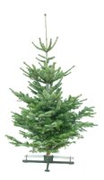Kerstboom Abies nordmanniana gezaagd 225-250cm 