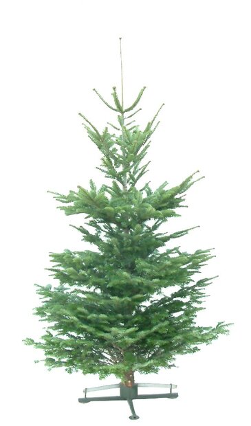 Kerstboom Abies Nordmanniana gezaagd 250-300cm 