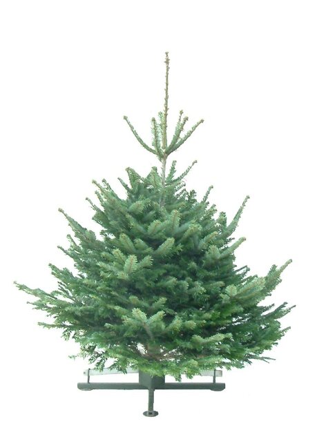Kerstboom Abies Nordmanniana gezaagd  125-150cm 