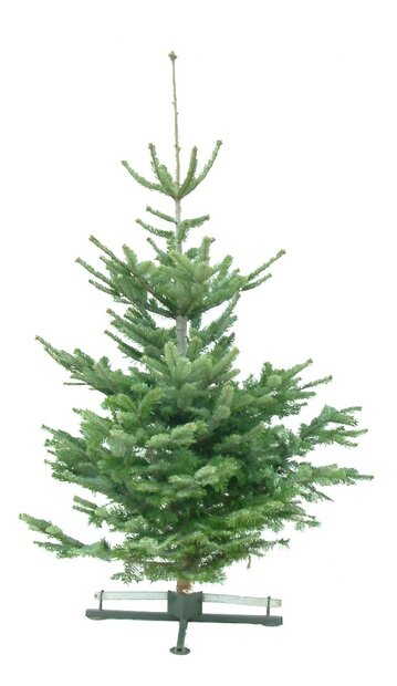 Kerstboom Abies Nordmanniana gezaagd 175-200cm 
