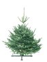 Kerstboom Abies nordmanniana gezaagd  125-150cm 