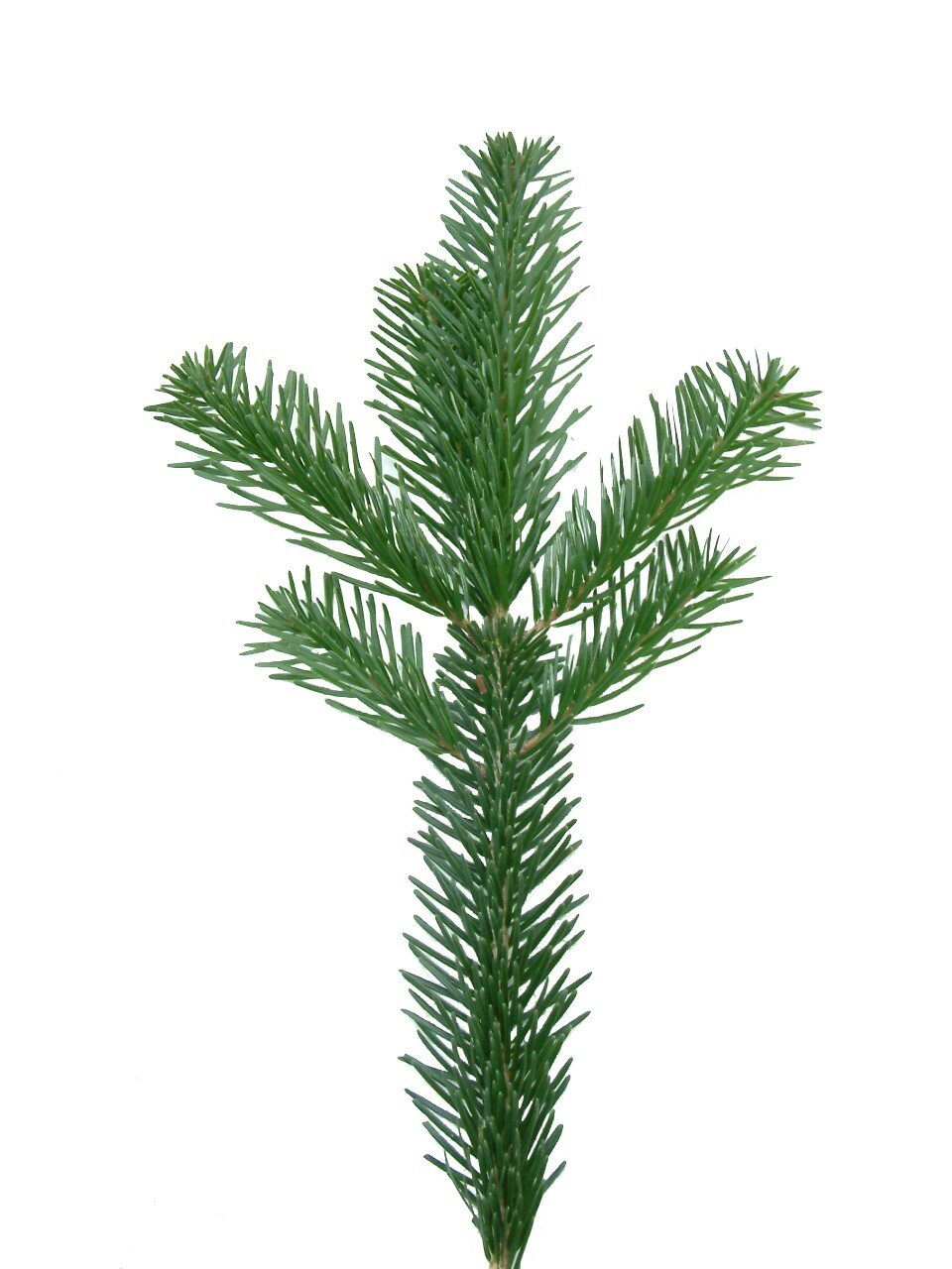 Kerstbomen