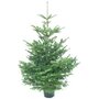 Nordmann-kerstbomen-met-kluit