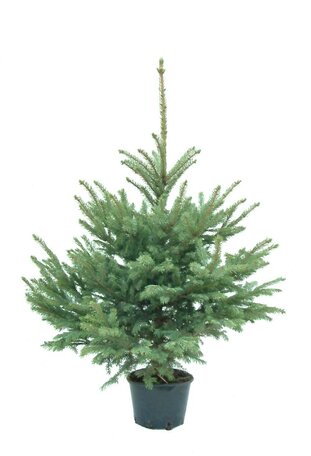 Blauwspar met kluit 60-80cm
