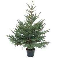 Blauwspar met kluit 125-150cm