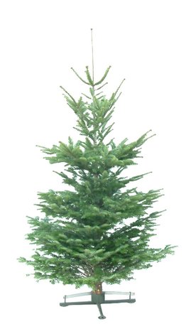 Kerstboom Abies nordmanniana gezaagd 200-225cm kwaliteit excellent