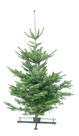 Kerstboom Abies nordmanniana gezaagd 200-225cm 